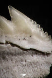 05011 - Beautiful Well Preserved 0.50 Inch Hexanchus microdon Shark Tooth