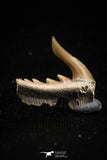 05012 - Beautiful Well Preserved 0.55 Inch Weltonia ancistrodon Shark Tooth