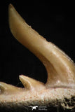 05012 - Beautiful Well Preserved 0.55 Inch Weltonia ancistrodon Shark Tooth