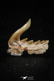 05012 - Beautiful Well Preserved 0.55 Inch Weltonia ancistrodon Shark Tooth