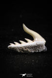 05013 - Beautiful Well Preserved 0.54 Inch Weltonia ancistrodon Shark Tooth