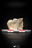 05490 - Top Beautiful 0.96 Palaeophis Magrebianus Paleocene Sea Snake Vertebra Bone
