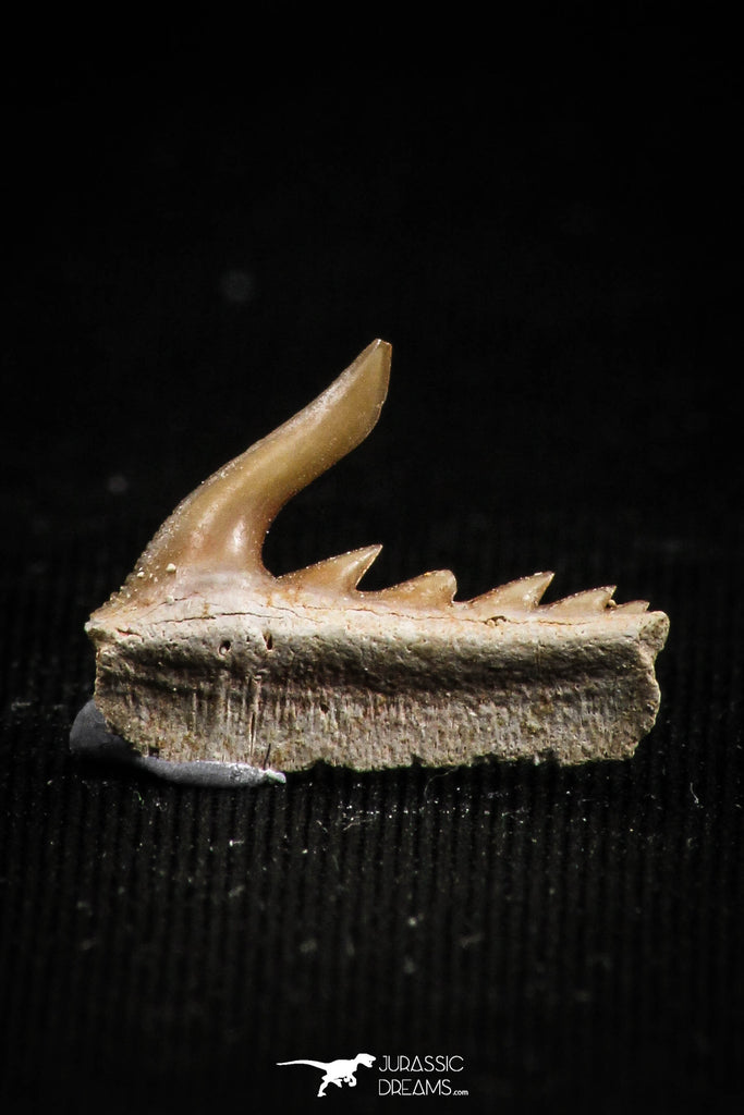 05014 - Beautiful Well Preserved 0.57 Inch Weltonia ancistrodon Shark Tooth