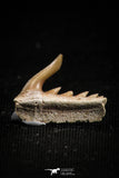 05014 - Beautiful Well Preserved 0.57 Inch Weltonia ancistrodon Shark Tooth
