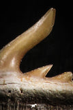 05014 - Beautiful Well Preserved 0.57 Inch Weltonia ancistrodon Shark Tooth