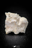05490 - Top Beautiful 0.96 Palaeophis Magrebianus Paleocene Sea Snake Vertebra Bone