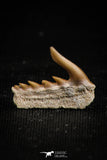 05014 - Beautiful Well Preserved 0.57 Inch Weltonia ancistrodon Shark Tooth