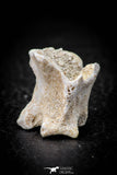 05490 - Top Beautiful 0.96 Palaeophis Magrebianus Paleocene Sea Snake Vertebra Bone
