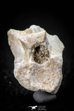 05490 - Top Beautiful 0.96 Palaeophis Magrebianus Paleocene Sea Snake Vertebra Bone