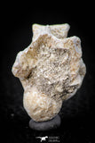05490 - Top Beautiful 0.96 Palaeophis Magrebianus Paleocene Sea Snake Vertebra Bone