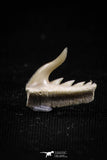 05015 - Beautiful Well Preserved 0.48 Inch Weltonia ancistrodon Shark Tooth