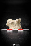 05491 - Beautiful 0.91 Palaeophis Magrebianus Paleocene Sea Snake Vertebra Bone