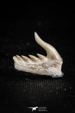 05015 - Beautiful Well Preserved 0.48 Inch Weltonia ancistrodon Shark Tooth