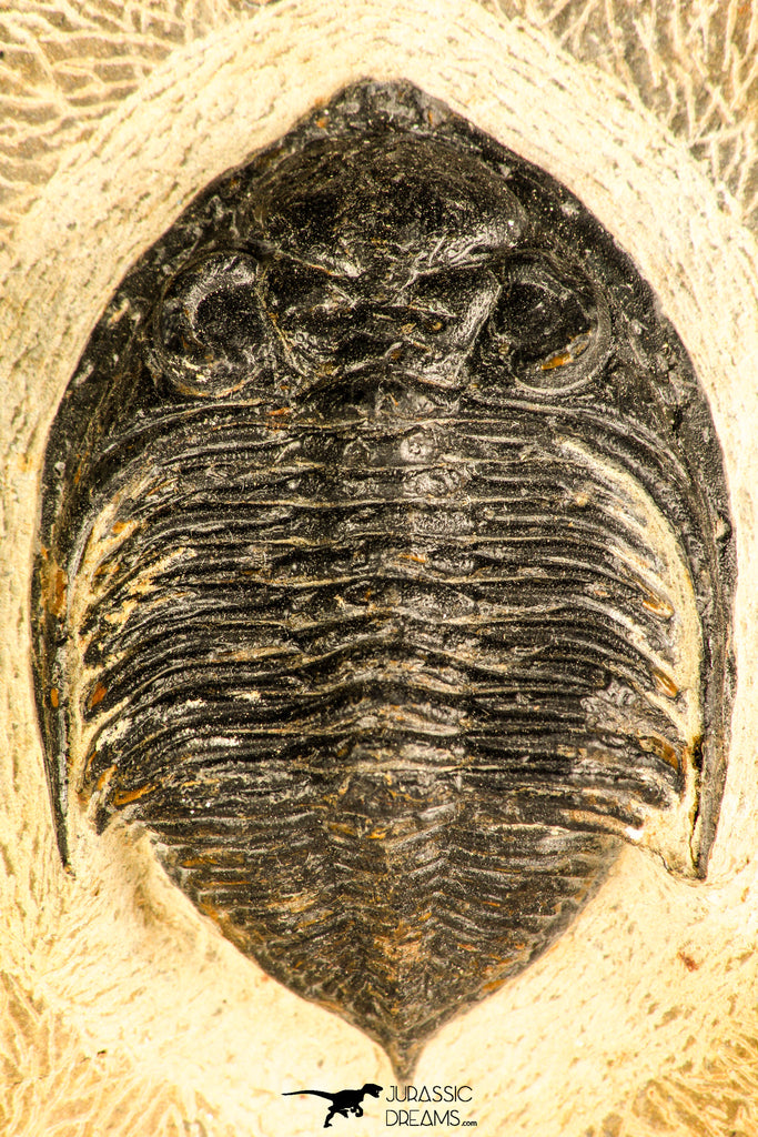 30748 - Well Prepared 2.17 Inch  Zlichovaspis rugosa Lower Devonian Trilobite