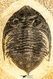 30748 - Well Prepared 2.17 Inch  Zlichovaspis rugosa Lower Devonian Trilobite