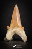 88197 - Top Huge 2.49 Inch OTODUS OBLIQUUS (mackerel shark) Tooth Paleocene