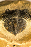 30748 - Well Prepared 2.17 Inch  Zlichovaspis rugosa Lower Devonian Trilobite