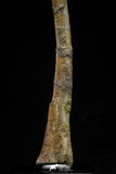 20576 - Museum Grade 8.82 Inch Cretaceous Unidentified Pterosaur Azhdarchid? Tibia Bone KemKem Beds