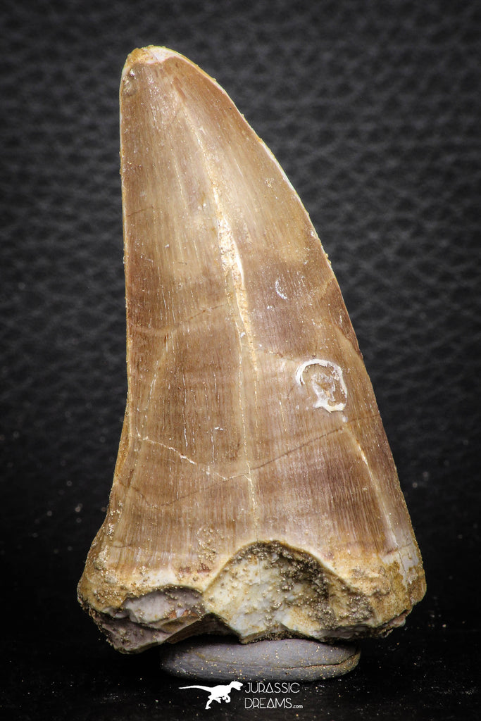 07674 - Top Rare 2.54 Inch Huge Tylosaurus sp (Mosasaur) Tooth Late Cretaceous