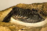 30748 - Well Prepared 2.17 Inch  Zlichovaspis rugosa Lower Devonian Trilobite