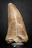 07674 - Top Rare 2.54 Inch Huge Tylosaurus sp (Mosasaur) Tooth Late Cretaceous
