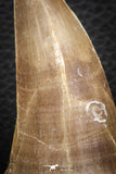 07674 - Top Rare 2.54 Inch Huge Tylosaurus sp (Mosasaur) Tooth Late Cretaceous
