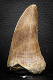 07674 - Top Rare 2.54 Inch Huge Tylosaurus sp (Mosasaur) Tooth Late Cretaceous