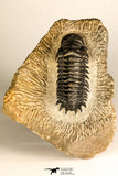 30749 - Beautiful 2.87 Inch Crotalocephalina (Crotalocephalus) gibbus Lower Devonian Trilobite