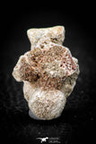 05493 - Top Beautiful 0.98 Inch Palaeophis Magrebianus Paleocene Sea Snake Vertebra Bone