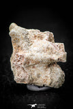 05493 - Top Beautiful 0.98 Inch Palaeophis Magrebianus Paleocene Sea Snake Vertebra Bone