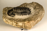30749 - Beautiful 2.87 Inch Crotalocephalina (Crotalocephalus) gibbus Lower Devonian Trilobite