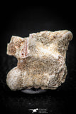05493 - Top Beautiful 0.98 Inch Palaeophis Magrebianus Paleocene Sea Snake Vertebra Bone