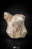 05493 - Top Beautiful 0.98 Inch Palaeophis Magrebianus Paleocene Sea Snake Vertebra Bone