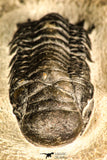 30749 - Beautiful 2.87 Inch Crotalocephalina (Crotalocephalus) gibbus Lower Devonian Trilobite