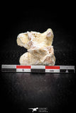05494 - Beautiful 0.94 Inch Palaeophis Magrebianus Paleocene Sea Snake Vertebra Bone