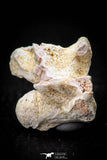 05494 - Beautiful 0.94 Inch Palaeophis Magrebianus Paleocene Sea Snake Vertebra Bone