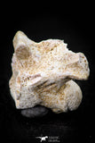 05494 - Beautiful 0.94 Inch Palaeophis Magrebianus Paleocene Sea Snake Vertebra Bone