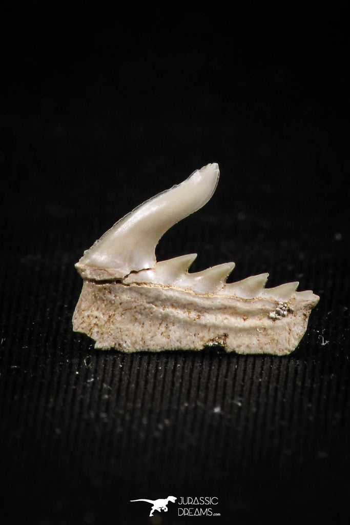 05021 - Beautiful Well Preserved 0.51 Inch Weltonia ancistrodon Shark Tooth