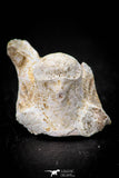 05494 - Beautiful 0.94 Inch Palaeophis Magrebianus Paleocene Sea Snake Vertebra Bone