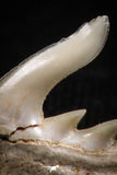 05021 - Beautiful Well Preserved 0.51 Inch Weltonia ancistrodon Shark Tooth