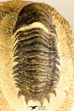 30750 - Well Preserved 2.61 Inch Crotalocephalina (Crotalocephalus) gibbus Lower Devonian Trilobite