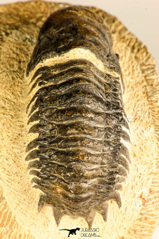 30750 - Well Preserved 2.61 Inch Crotalocephalina (Crotalocephalus) gibbus Lower Devonian Trilobite