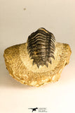 30750 - Well Preserved 2.61 Inch Crotalocephalina (Crotalocephalus) gibbus Lower Devonian Trilobite