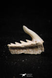 05021 - Beautiful Well Preserved 0.51 Inch Weltonia ancistrodon Shark Tooth