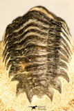 30750 - Well Preserved 2.61 Inch Crotalocephalina (Crotalocephalus) gibbus Lower Devonian Trilobite