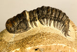 30750 - Well Preserved 2.61 Inch Crotalocephalina (Crotalocephalus) gibbus Lower Devonian Trilobite