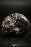 05022 - Stunning Pyritized 1.65 Inch Phylloceras Lower Cretaceous Ammonites