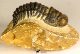 30750 - Well Preserved 2.61 Inch Crotalocephalina (Crotalocephalus) gibbus Lower Devonian Trilobite