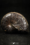 05023 - Stunning Pyritized 1.24 Inch Phylloceras Lower Cretaceous Ammonites