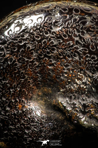 05023 - Stunning Pyritized 1.24 Inch Phylloceras Lower Cretaceous Ammonites